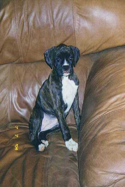"Happy" resting on couch