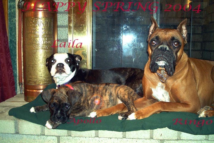 HAPPY SPRING 2004