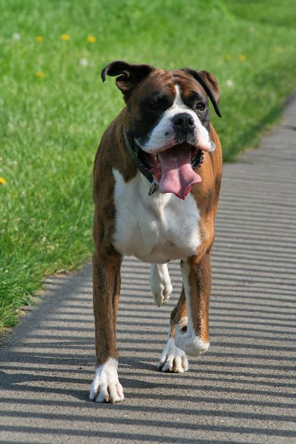 Happy, tired dog