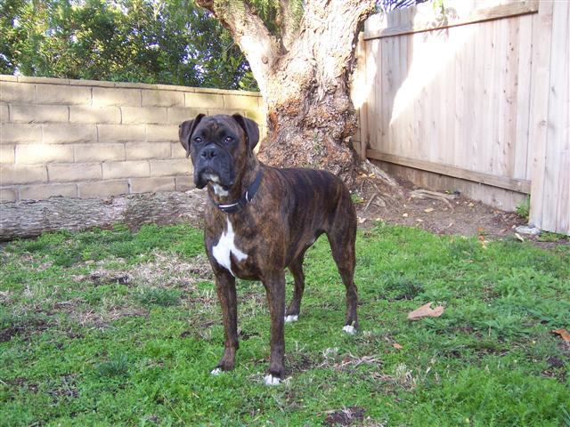 Happy_5_Year_Old_Birthday_Syd