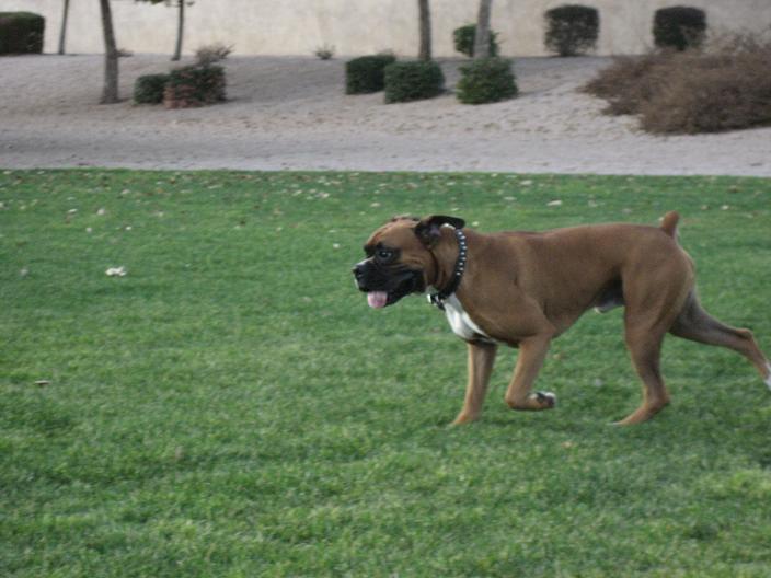 happy_dog