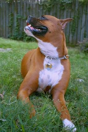 HappyBoxer