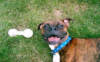 HappyBoy