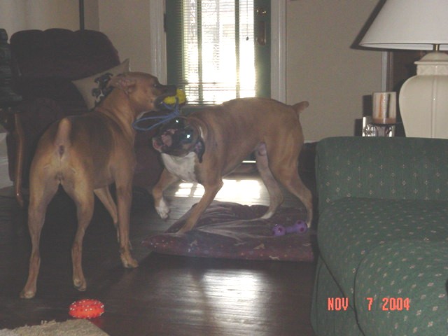 Har & Max playing tug-o-war