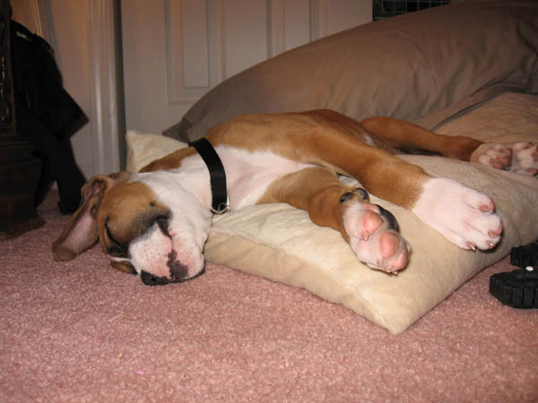 Harley 10 Weeks