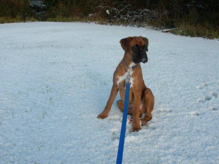 Harley(5 months)