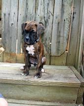 Harley 9 weeks