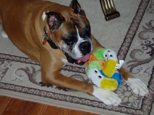 Harley and 8th Birthday Present