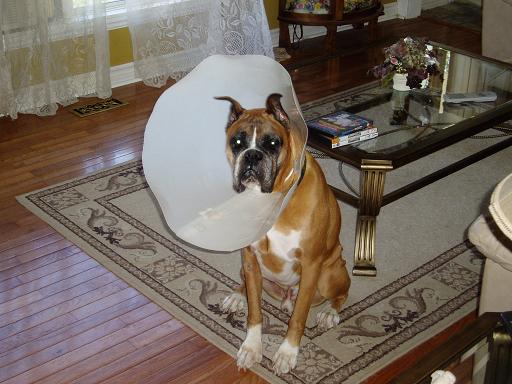 Harley and E-Collar