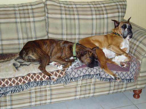 Harley and Foreman on Couch