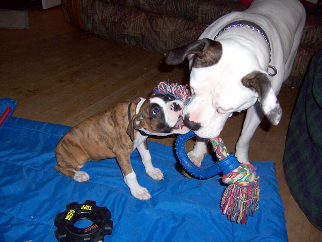 Harley and her new older "sister"