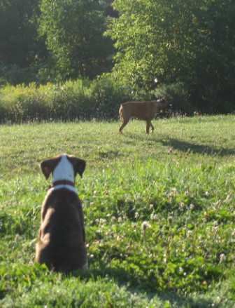 Harley and Jake