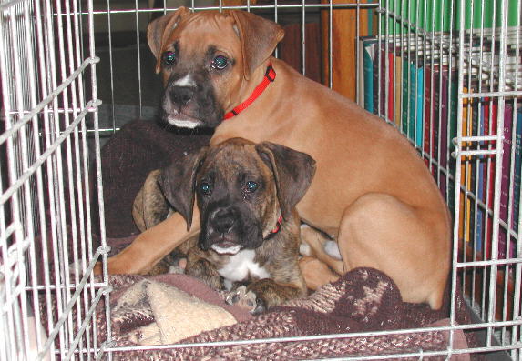 Harley and Maxx