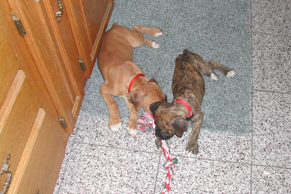 Harley and Maxx