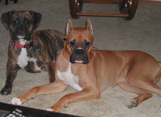 Harley and Maxx