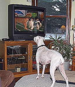 Harley and Puppy Bowl