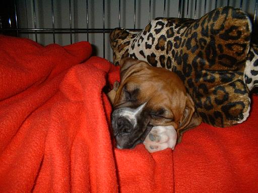 Harley asleep in her Kennal