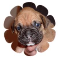 harley at 3 weeks