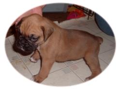 harley at 4 weeks