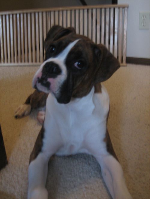 Harley at 5 months