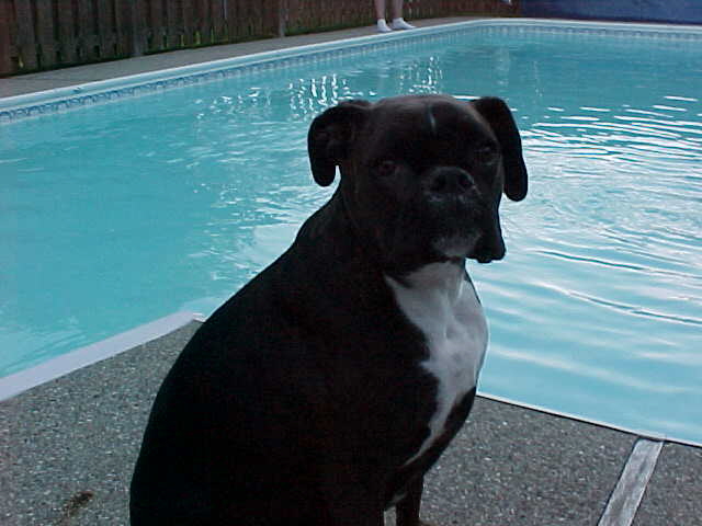 Harley at the Pool