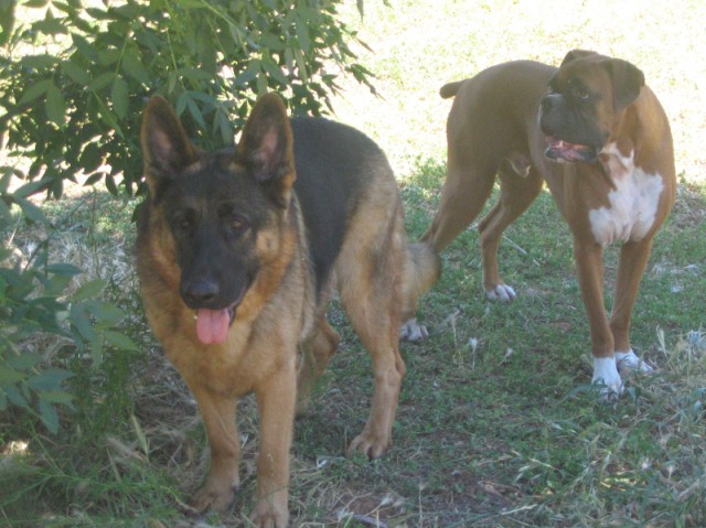 Harley (boxer) and mate Zorro (german shepherd)