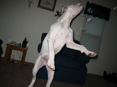 Harley chasing bubbles
