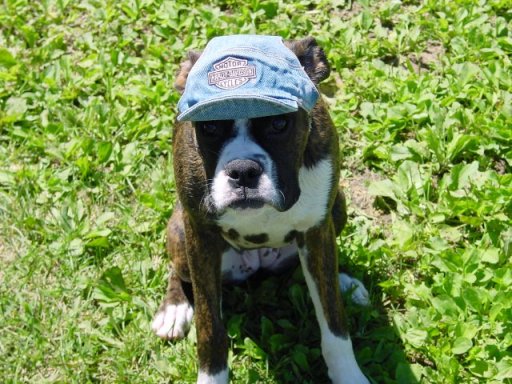 Harley Dog