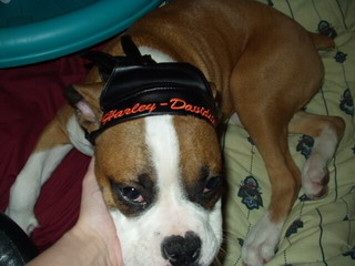 harley dude