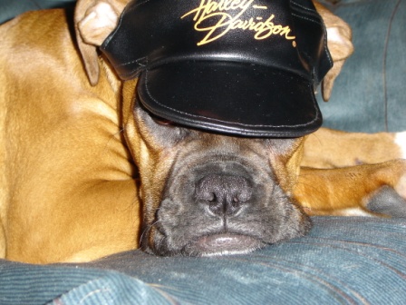 Harley Girl