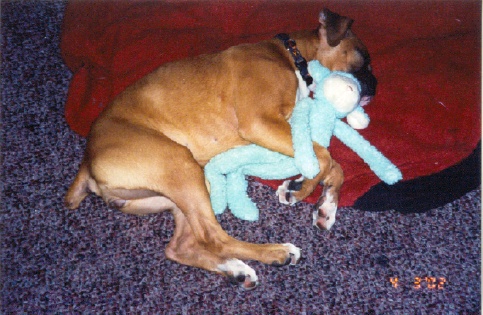 Harley & her Teddy Bear