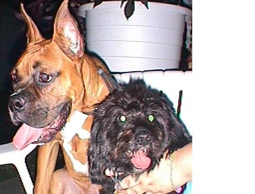 Harley & his buddy Scruffy