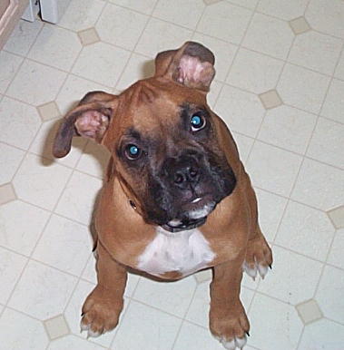 Harley is asking for a treat!!