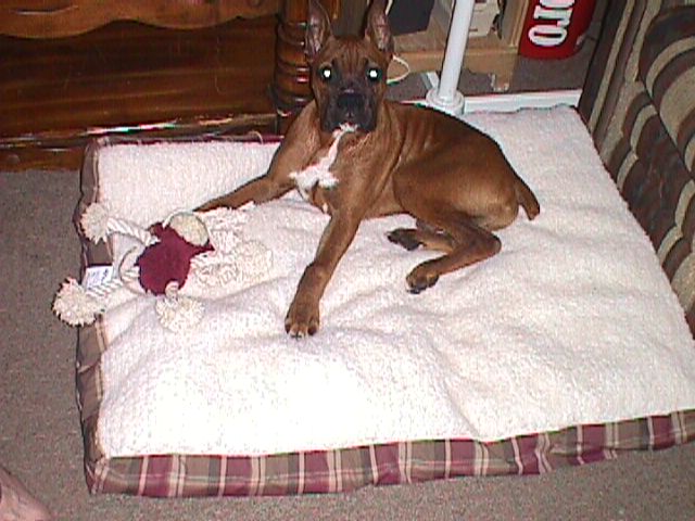 Harley it's nap time