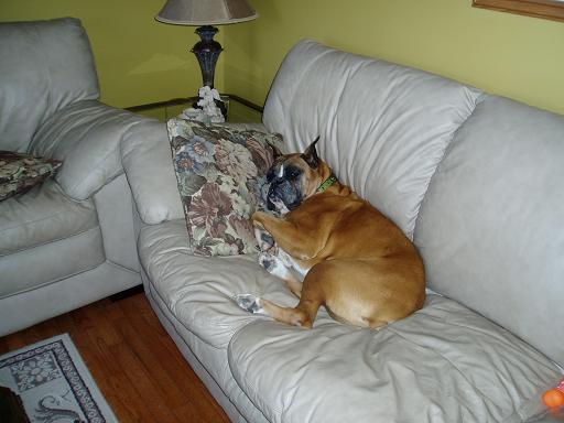 Harley loves leather