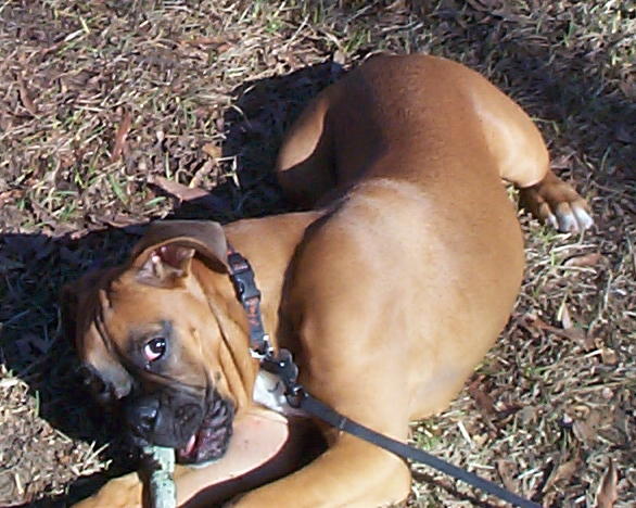 Harley loves sticks