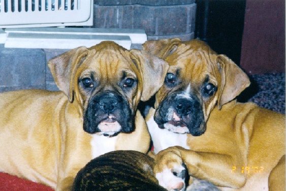 Harley & Maximus-- the "FONZ"