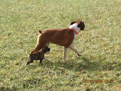 Harley & Minnie's first walk together.