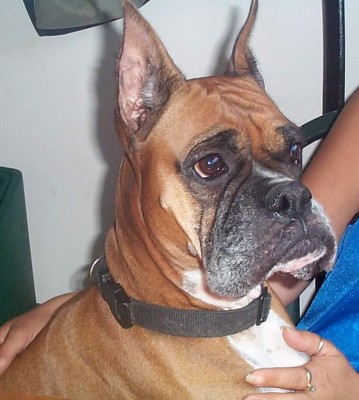 Harley My Baby Girl
