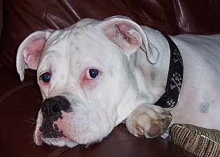 Harley Nov 2008