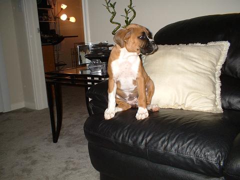 Harley on the Couch