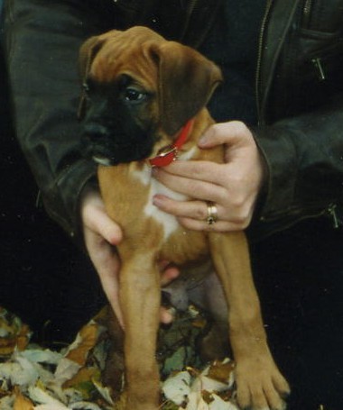 Harley puppy 11/5/03