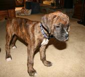 Harley - The Day We Brought Him Home