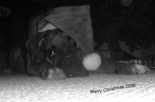 Harley-xmas-2006