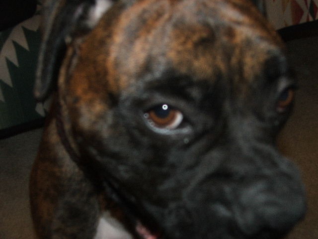 harley yawning