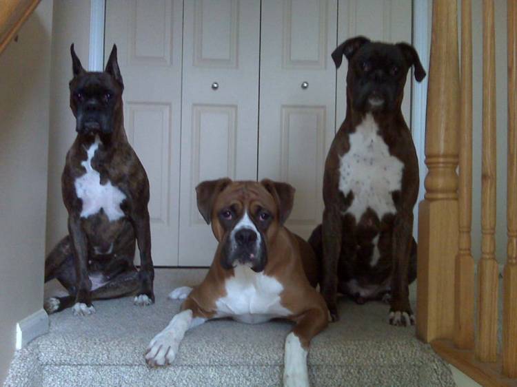 Harley, Zoe and Tyson