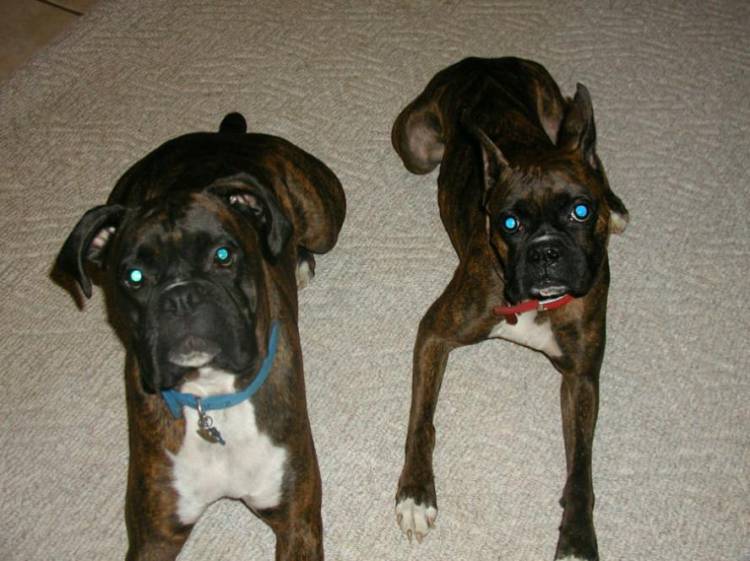 Harley & Zoe