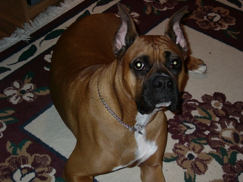 Harley