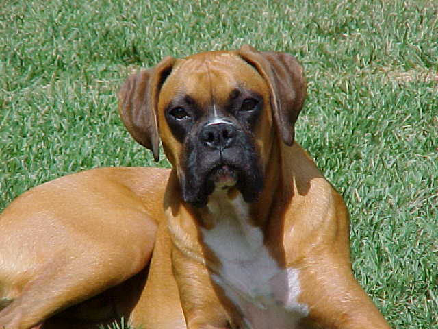 Harley