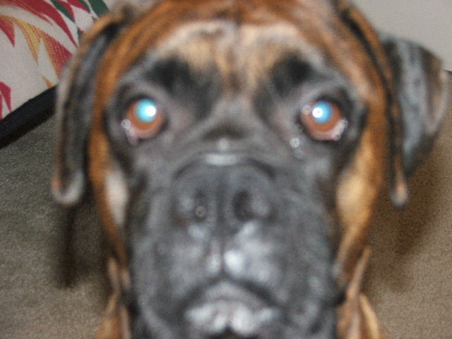 Harley